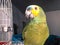 Cute green parrot sitting on the cage looking happy with soft fo