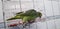 Cute green parrot sitting on the cage looking happy with soft focus