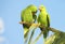 Cute green parrot on the tree