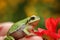 Cute green tree frog in spring setting