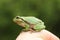 Cute green tree frog on woman hand