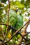 Cute green yellow-crowned parrots sitting on tree