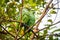 Cute green yellow-crowned parrots sitting on tree