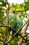 Cute green yellow-crowned parrots sitting on tree