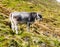 Cute grey alpine cow with bell on the neck grazing on the meadow