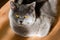 cute grey british short hair cat portrait