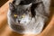 cute grey british short hair cat portrait