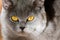 cute grey british short hair cat portrait