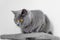 cute grey british short hair cat portrait