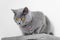 cute grey british short hair cat portrait