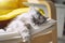 Cute grey cat covered with blanket sleeping or chilling on the sun. Lazy cat napping at home