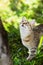 Cute grey cat hunting in grass chasing bird