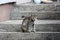 Cute grey cat sitting on family house concrete stairs licking herself after eating while curiously watching in distance