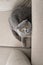 Cute grey cat on sofa aesthetic minimalist. Scottish fold cat. Domestic pet