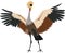 Cute Grey Crowned Crane vector