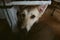 Cute grey dog standing under the table