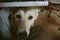 Cute grey dog standing under the table