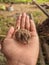 Cute grey francolin,Francolinus pondicerianus baby, chick in hand.