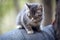 Cute grey funny British kitten