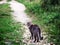 Cute grey fur color tabby cat walking on a small country road by green field. Rural, country side life. Selective focus