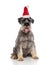 Cute grey furry dog wearing a santa hat sitting