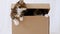 Cute Grey Kittens in a Cardboard Box Isolated on a White Background. Curious Funny Striped Cats Hiding in Box.
