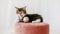 Cute Grey Kittens Watching Sitting on a Pink pouf on a White Background. Cat Show. Concept of Adorable Cat Pets.