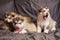 Cute grey Malamute puppies on grey background, one of them yawns and looks away