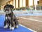 Cute grey Miniature Schnauzer on blue track at dog