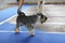 Cute grey Miniature Schnauzer on blue track at show