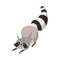 Cute Grey Raccoon Humanized Animal Character Vector Illustration