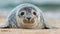Cute, grey seal (Halichoerus grypus), young animal lies on the beach
