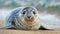 Cute, grey seal (Halichoerus grypus), young animal lies on the beach