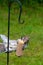 Cute grey squirrel at feeder