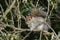 A cute Grey Squirrel, Scirius carolinensis, sitting in a Hawthorn tree looking around.