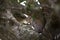 Cute grey squirrel sitting in a tree, eating peanuts. Composition with animals