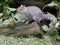 Cute Grey Squirrel in the snowon a log with frosyty grass
