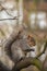 Cute grey squirrel on a tree branch