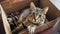 Cute grey tabby cat rests in cardboard box at home. Ai Generated