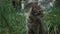 Cute grey tabby cat is sitting in lawn in grass in yard, close-up