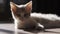 A cute grey tabby kitten lies and rests on the floor of the house in the rays of sunlight, looks at the camera, wiggles