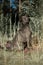 Cute grey Thai Ridgeback dog sit on the forest