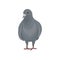 Cute grey urban pigeon bird standing, front view vector Illustrations on a white background