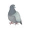 Cute grey urban pigeon bird vector Illustrations on a white background