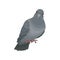 Cute grey urban pigeon vector Illustrations on a white background