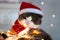 cute grey and white cat in red santa hat with cristmas lights looking at camera