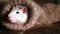 Cute grey-and-white rat peeks out of a wool sock