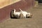 Cute grey and white sleepy old mixed breed family cat lies on concrete path near suburban family house wall