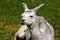 Cute grey and white trimmed Alpaca on the Alpaca Farm