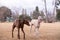 Cute greyhound dogs in nature during the daytime